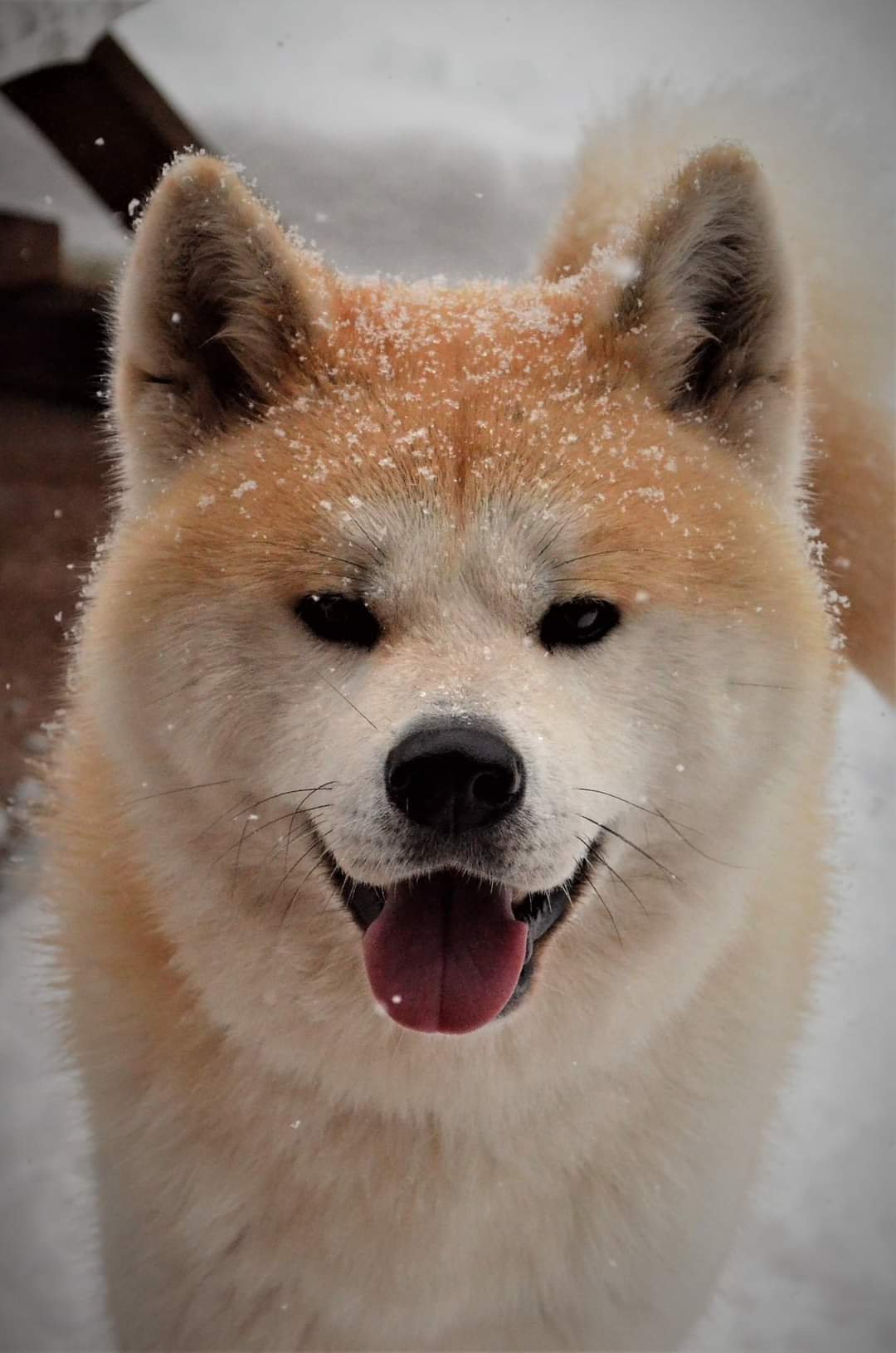 Akita Inu Cachorros: Guía completa de carácter, cuidados y educación