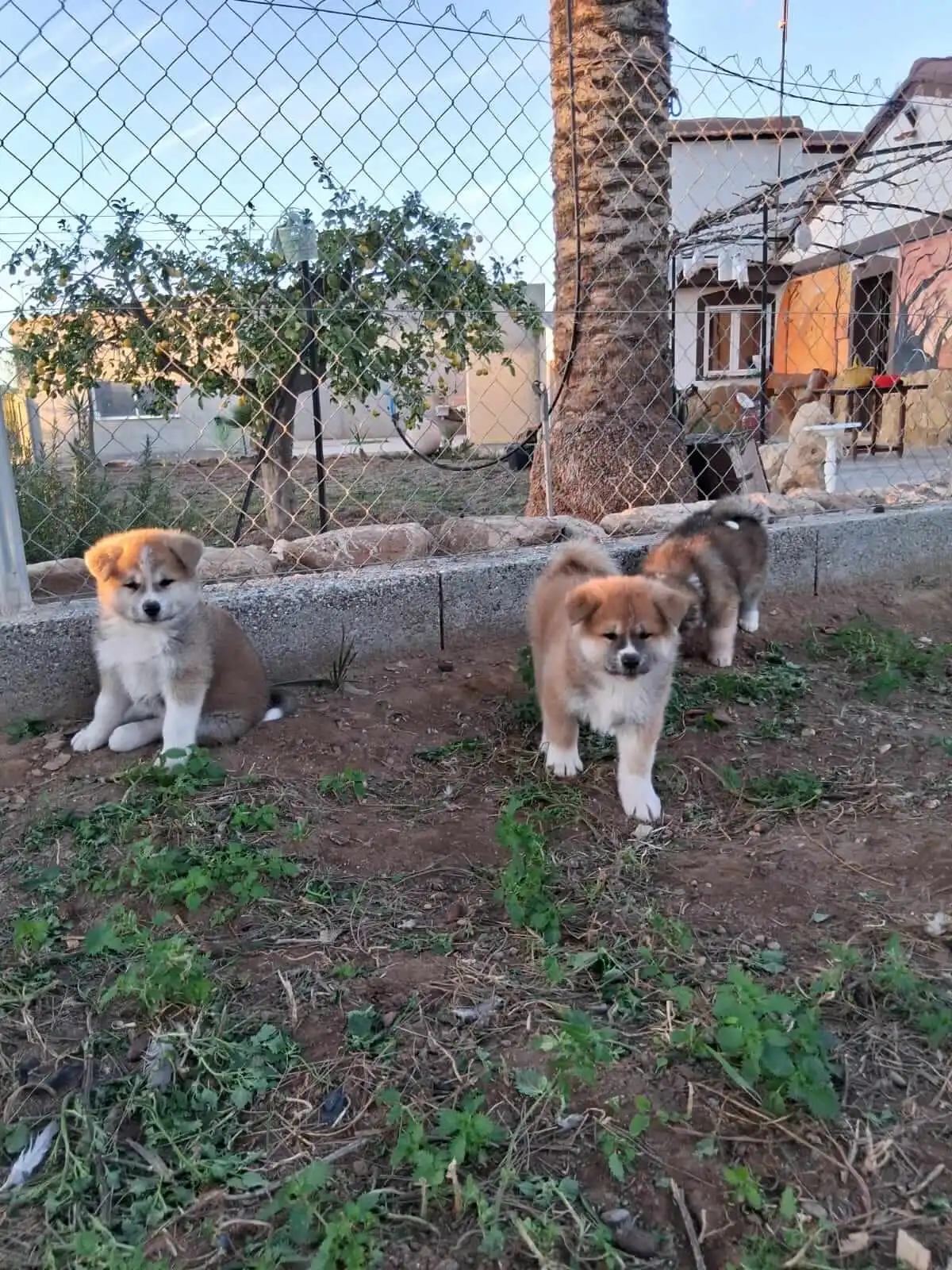 Tres cachorros Akita Inu en el patio del criadero