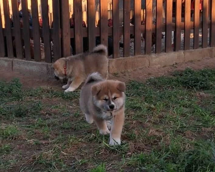 Dos cachorros Akita Inu, uno caminando hacia la cámara