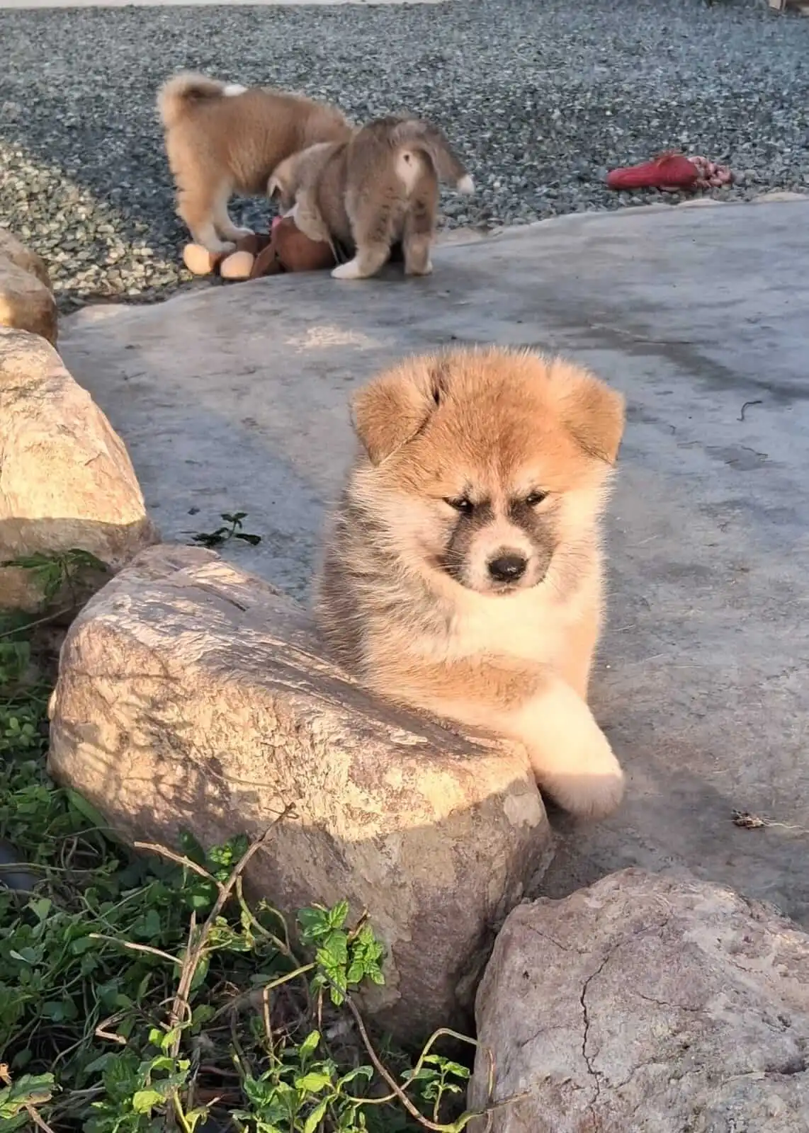 Cachorro Akita Inu apoyado sobre una piedra con el sol dándole en la cara