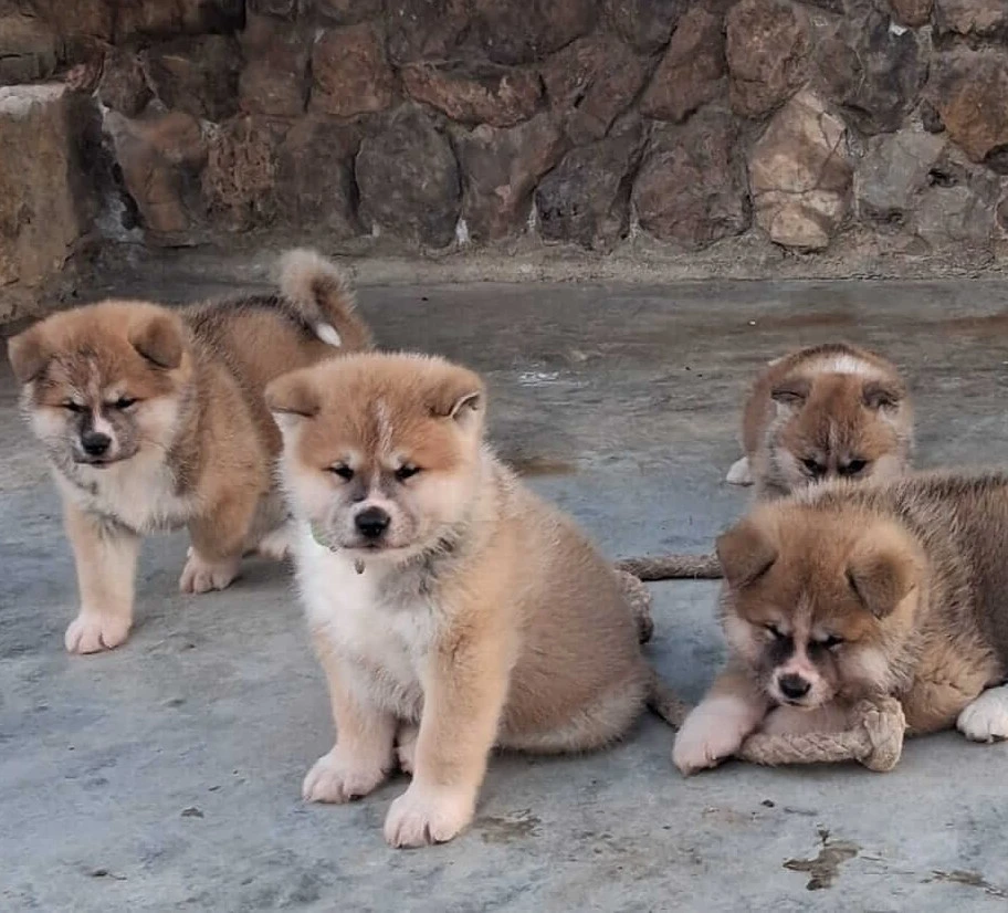 Varios cachorros Akita Inu en el patio, dos jugando con juguetes