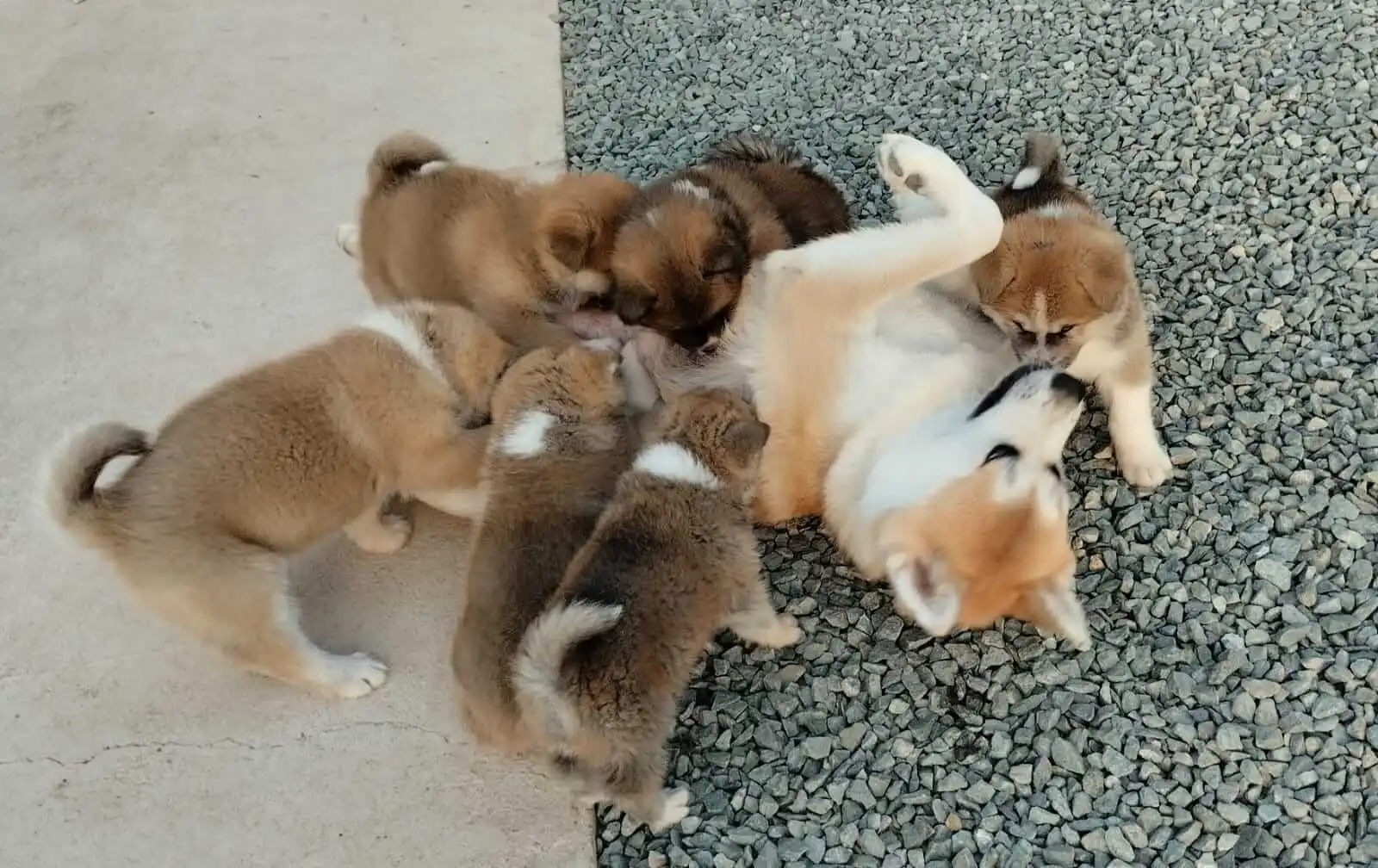 Umi, progenitora de la camada, jugando con los cachorros Akita Inu