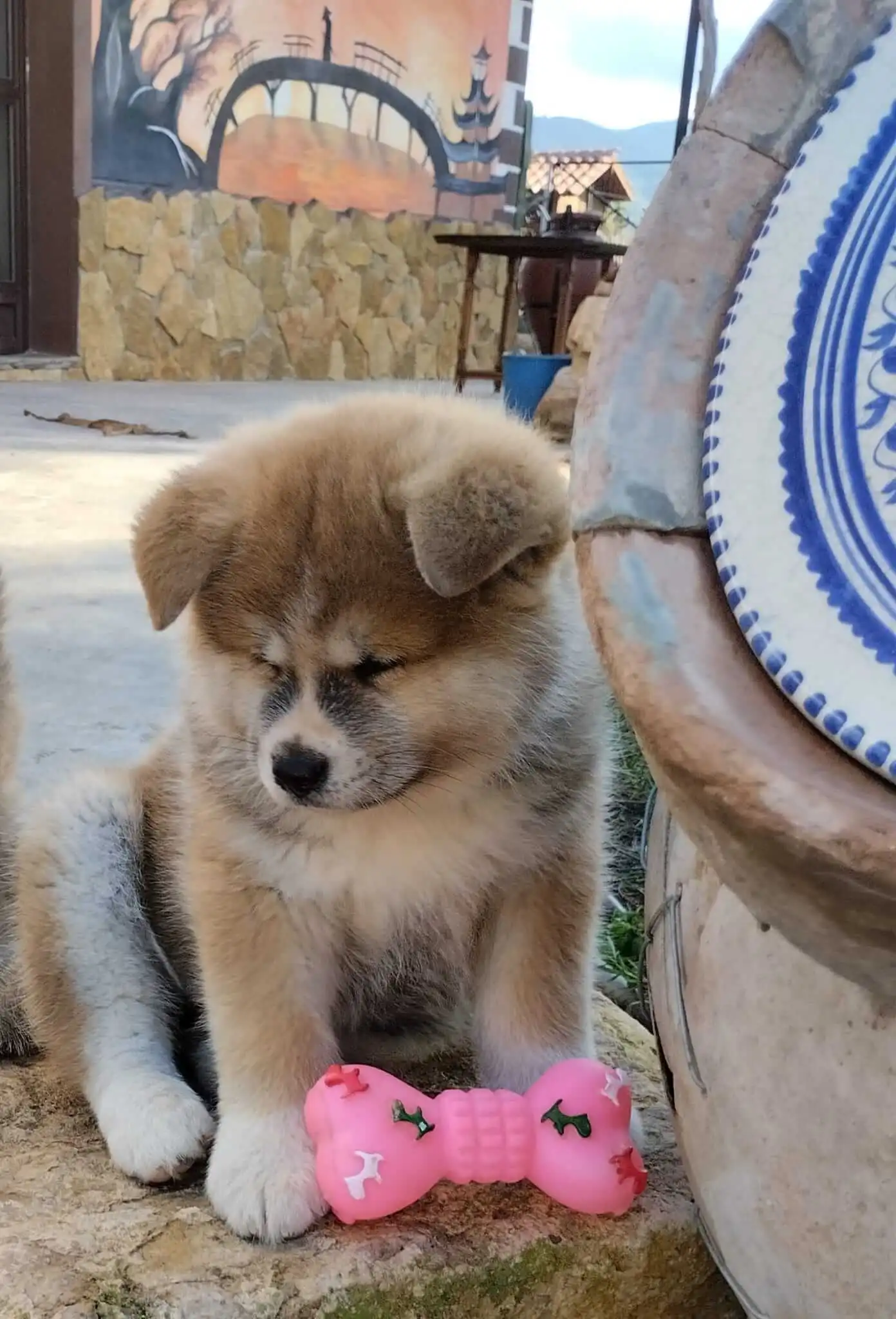 Cachorro hembra Akita Inu jugando con un hueso rosa de juguete