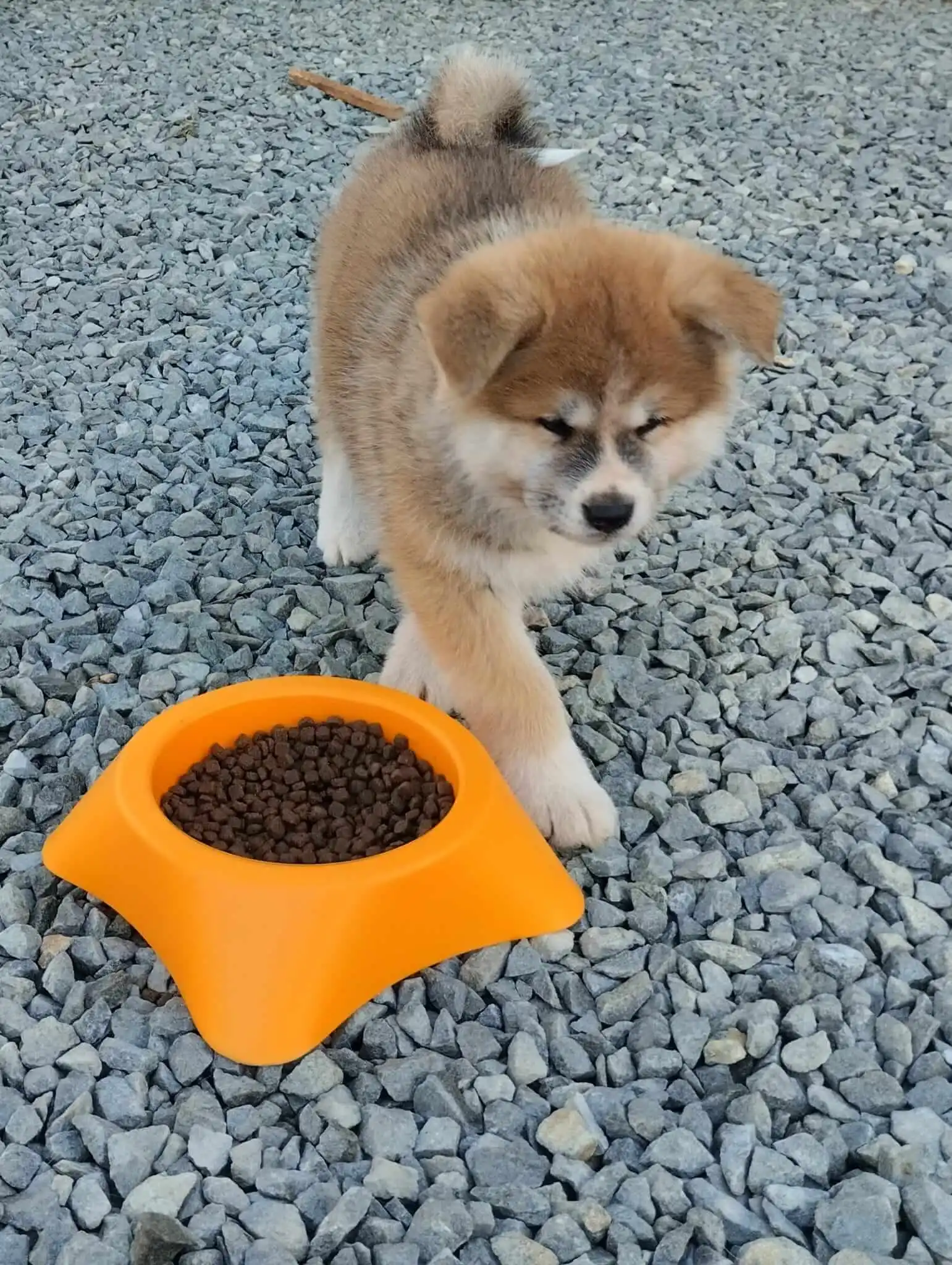 Cachorro Akita Inu caminando hacia la cámara junto al bol de pienso