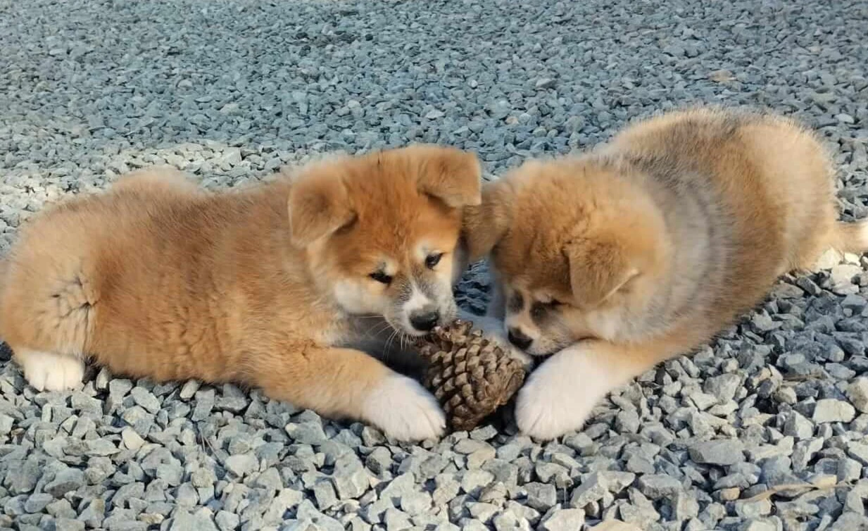 Dos cachorros Akita Inu jugando con un juguete
