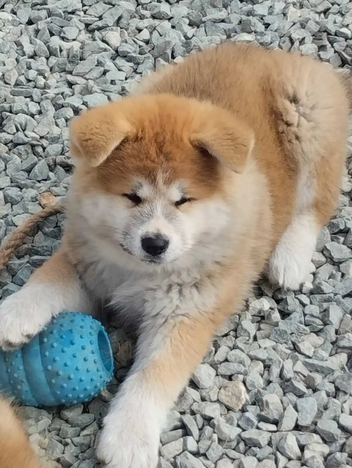 Cachorro Akita Inu jugando con un juguete
